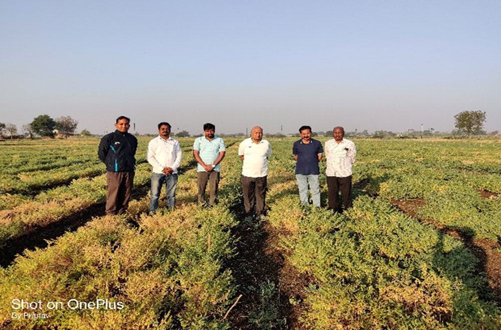 Visit of Hon. Vice Chancellor to Chickpea seed production plot, VNMKV, Parbhani.